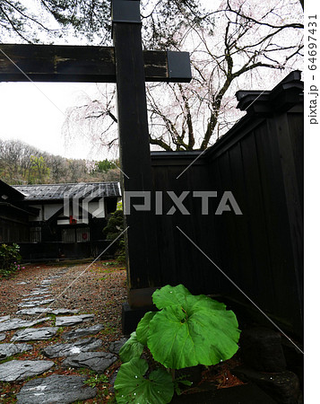 自然建物植物写真　秋田県武家屋敷の門と秋田蕗 64697431