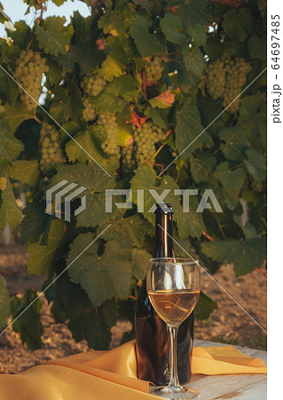 One glass and bottle of the white wine in autumn 64697485