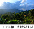 Beautiful landscape of the mountain and tea plantation. Ella, Sri Lanka 64698418