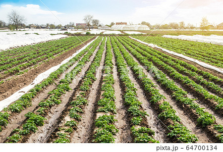 Landscape of plantation field of young potato bushes after watering. Fresh green greens. Farm for growing vegetables. Agroindustry, cultivation. Plantation on fertile Ukrainian black soil. Landscape of plantation field of young potato bushes after watering. Fresh green greens. Farm for growing vegetables. Agroindustry, cultivation. Plantation on fertile Ukrainian black soil. 64700134
