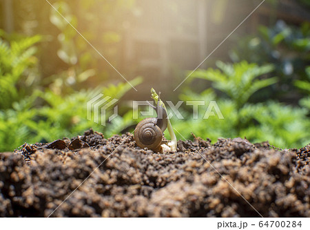 Snail and seedling on the pile of soil. Snail and seedling on the pile of soil. 64700284