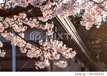 Beautiful flowers are cherry blossom or blooming sakura at sunset, in spring, against the background 64700291