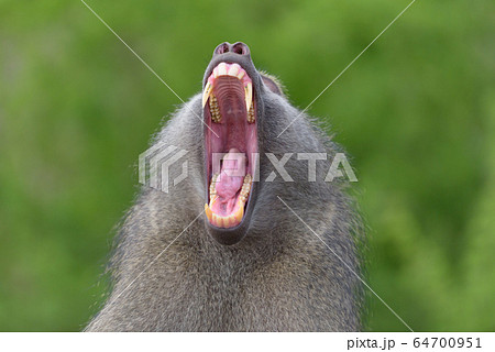 Baboon close up portrait 64700951