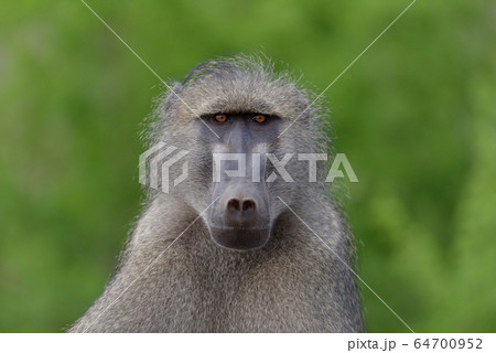 Baboon close up portrait 64700952