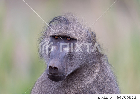 Baboon close up portrait 64700953