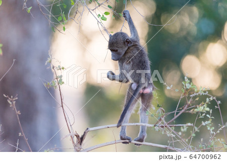Baby baboon in the wilderness 64700962