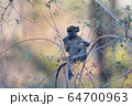 Baby baboon in the wilderness 64700963