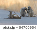 Baby baboon in the wilderness 64700964