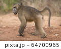 Baboon close up portrait 64700965