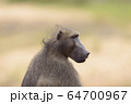 Baboon close up portrait 64700967