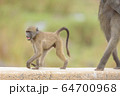 Baby baboon in the wilderness 64700968