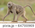 Baby baboon in the wilderness 64700969