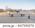 Baboon family in the wilderness 64700970