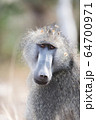 Baboon close up portrait 64700971