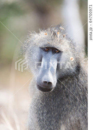Baboon close up portrait 64700971