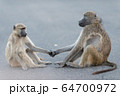 Baboon family in the wilderness 64700972