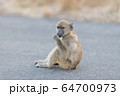 Baby baboon in the wilderness 64700973