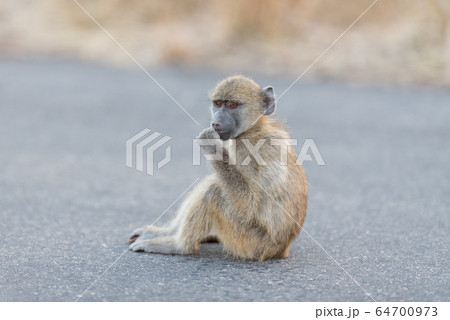 Baby baboon in the wilderness 64700973