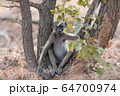 Baby baboon in the wilderness 64700974