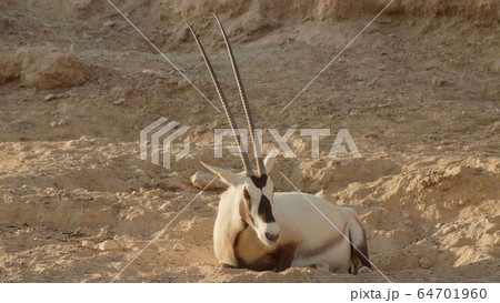 White oryx arabian in the zoo of the arab emirates. 64701960