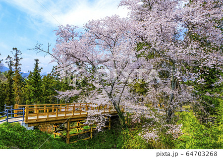 桜と名胡桃城址本郭 64703268