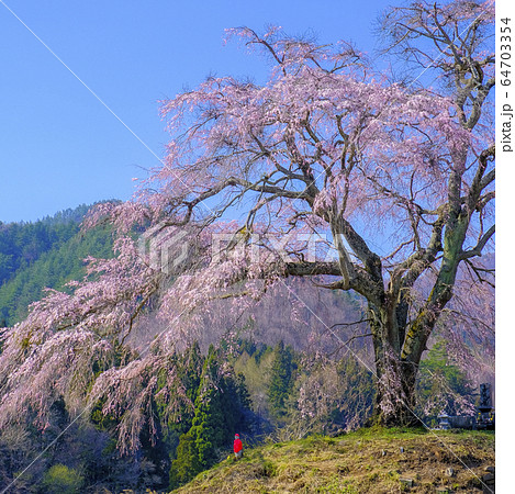 上発地の枝垂れ桜 上発地の枝垂れ桜 64703354