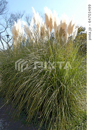 鶴舞公園点景 64703499