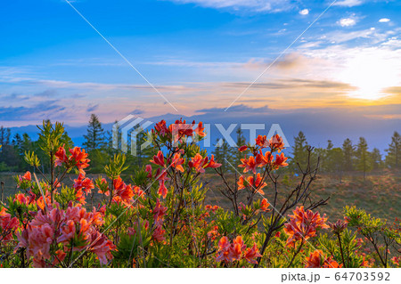 甘利山からの朝焼けとレンゲツツジ　【山梨県】 64703592