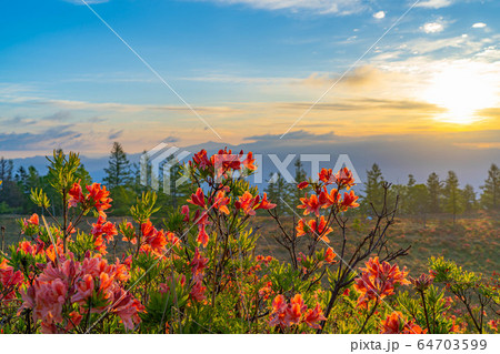 甘利山からの朝焼けとレンゲツツジ　【山梨県】 64703599