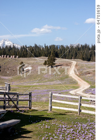 crocus or saffron flowers field in Alps mountains crocus or saffron flowers field in Alps mountains 64703659