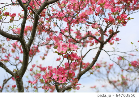 ハナミズキの花 64703850