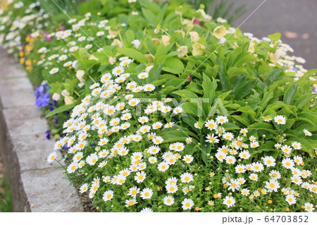 ノースポールの花 64703852