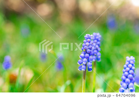 ムスカリの森　マクロの世界　【長野県】 64704096