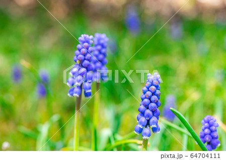 ムスカリの森 マクロの世界 【長野県】 ムスカリの森 マクロの世界 【長野県】 64704111