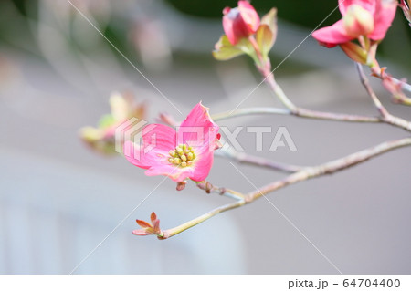 ハナミズキの花 64704400