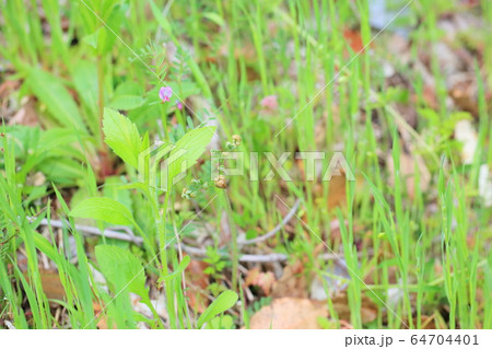 ワラビの芽 64704401