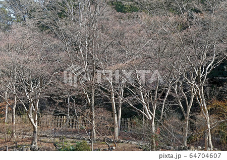 東山動植物園点景 東山動植物園点景 64704607
