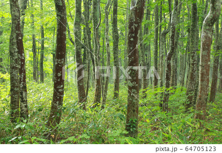 八甲田のブナ林 八甲田のブナ林 64705123
