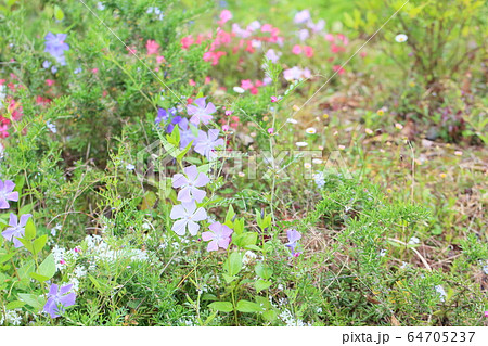 ツルニチニチソウの花 64705237