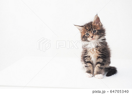 メインクーンの仔猫 メインクーンの仔猫 64705340