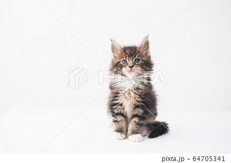メインクーンの仔猫 メインクーンの仔猫 64705341