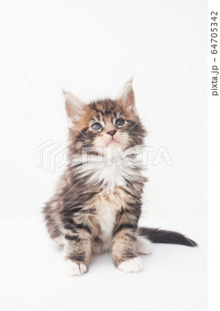 メインクーンの仔猫 64705342