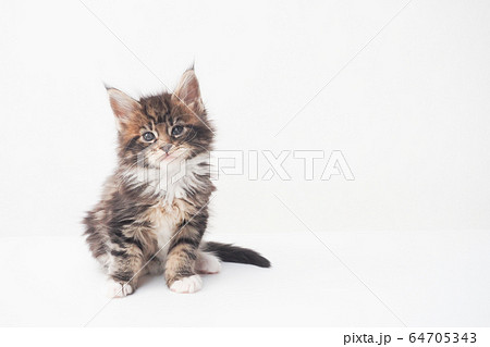 メインクーンの仔猫 メインクーンの仔猫 64705343