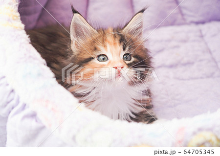 ベッドに入ったメインクーンの仔猫 ベッドに入ったメインクーンの仔猫 64705345