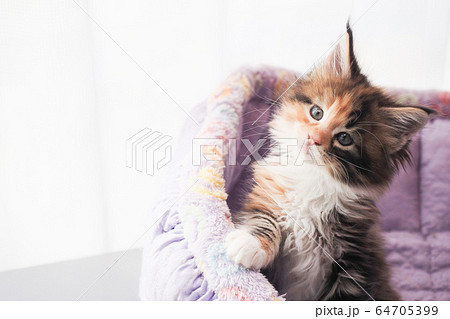 ベッドに入ったメインクーンの仔猫 ベッドに入ったメインクーンの仔猫 64705399