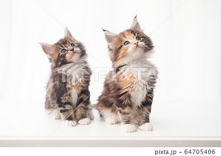 メインクーンの仔猫たち メインクーンの仔猫たち 64705406
