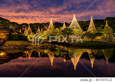 愛知県　名古屋市　白鳥庭園の雪吊り　夕景　紅葉のライトアップ 64705512
