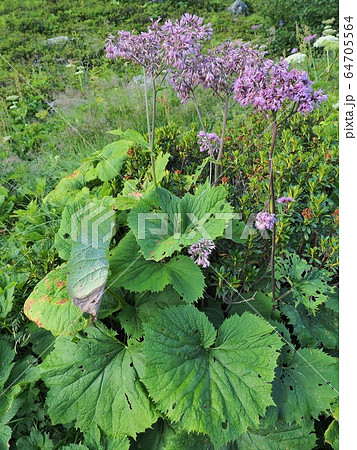 モンブラン・高山植物 モンブラン・高山植物 64705564