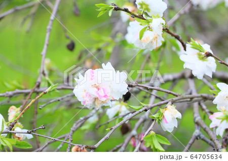 ハナモモの花 64705634