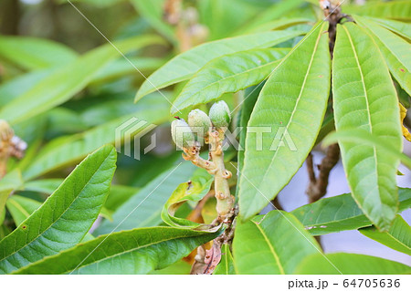 ビワの実 ビワの実 64705636